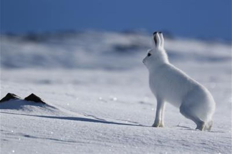bilde av en hare i snø
