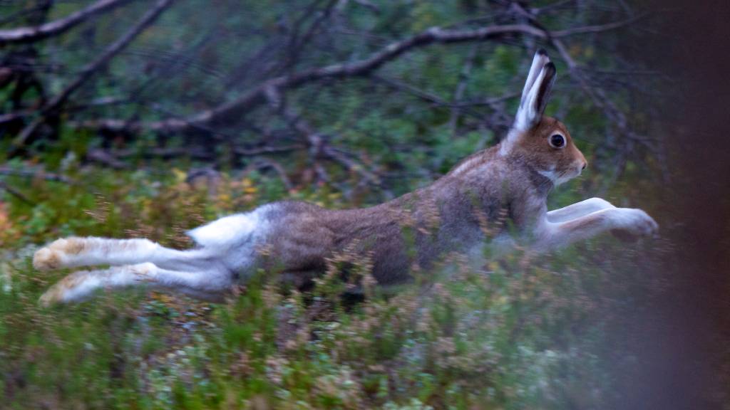 Veterinærinstituttet ønsker å sette fokus på harehelse, men for å øke kunnskapsnivået behøver de hjelp fra norske harejegere.