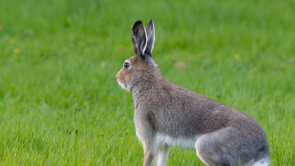 Veterinærinstituttet har i løpet av august påvist harepest hos fem harer.