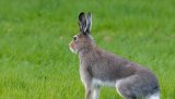 Veterinærinstituttet har i løpet av august påvist harepest hos fem harer.