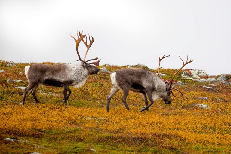 Veillreinjakt-Reinsjofjell-NJ-05499-Foto_Torgeir__W._Skancke.JPG