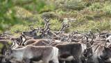Jegerne er avgjørende for å få mer kunnskap om skrantesyken. Jo flere prøver som blir samlet og sendt inn, jo fortere kan vi regne et område som friskmeldt.