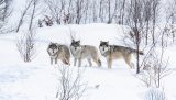 Vedtak om stans i ulvejakta er opphevet av lagmannsretten, og dermed er det klart for lisensfelling innenfor ulvesonen.  