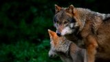 Finnes det rom i lovverket til å felle ulv innenfor ulvesonen? Høyesterett har saken til behandling i disse dager. Dommen blir avgjørende for norsk ulveforvaltning framover. 