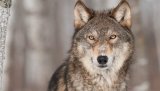 Rovviltnemndene i ulvesonen ønsker å ta ut en helnorsk ulveflokk og to grenserevir innenfor ulvesonen, men endelig vedtak er utsatt til 18. september.
