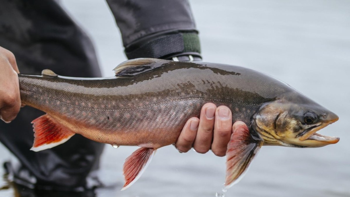 Slik får du fisk! - NJFF