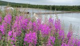 Lengst nord i landet er det nå flere viktige saker som NJFF sentralt følger opp, i tett samarbeid med NJFF Finnmark.