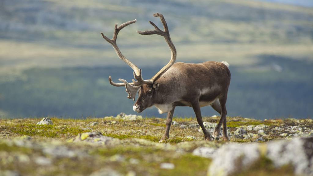 Vi har ventet spent på stortingsmeldingen om villrein.