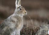 Opplæringsjakt - Hare - 08-10-2023