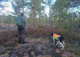 Introjakt på fugl med hund - 14-09-2026