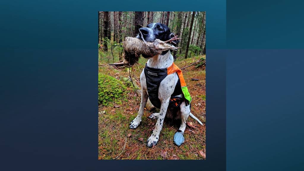 Opplæringsjakt på fugl med hund for damer