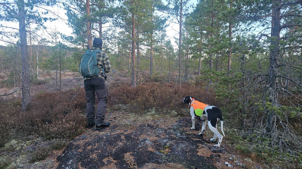 Introjakt på fugl med fuglehund