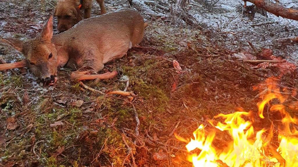 Introjakt på rådyr