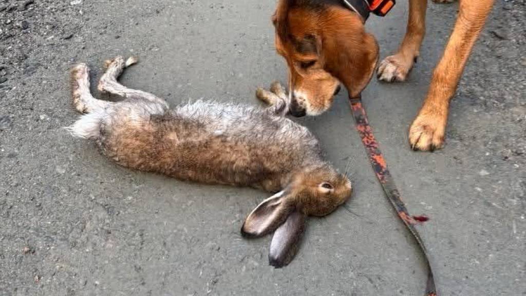 Introjakt Hare