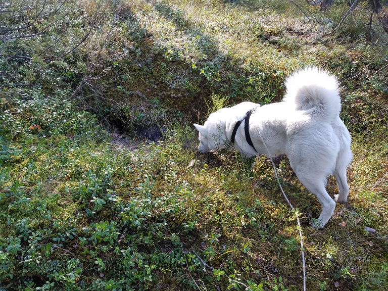 Hund spor søk