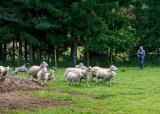 Hund/sau - Aversjonsdressur mot sau - 14-08-2025