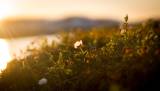 Natur
