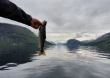 Fiske frå båt i Jølstravatnet