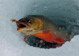 FAMILIE: Isfiske med garn under isen - del 2