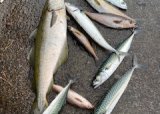 Fiskesommer 2, 2025