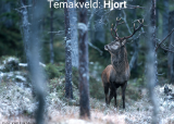 Kveldsseminar - Hjort