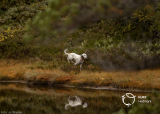 Temakveld: Hund