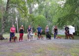 Hundeutstilling – trening og tips