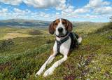 Grunndressur/lydighet for valper og unghunder august