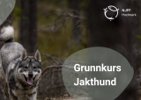 Grunnkurs jakthund - nov. 2025