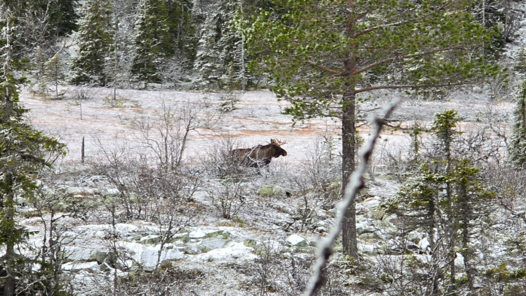 Løshundjakt på elg - Trysil UNG - 07-10-2026