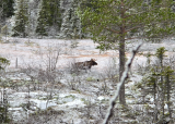 Løshundjakt på elg - Trysil UNG - 07-10-2026