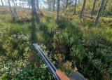 Introjakt på Rådyr med hund