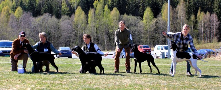 BIS oppdretterklasse  Furukollen Kennel.Pointer.JPG
