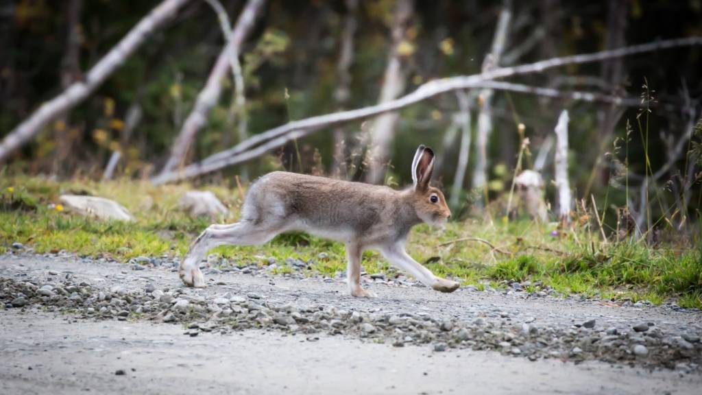 Introjakt hare for damer
