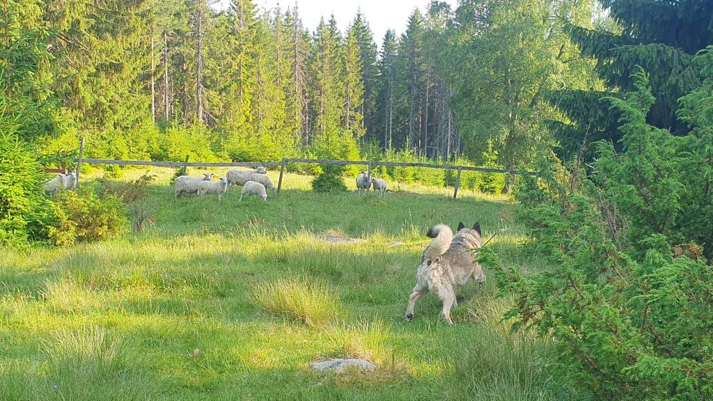 270623 Aversjonsdressur