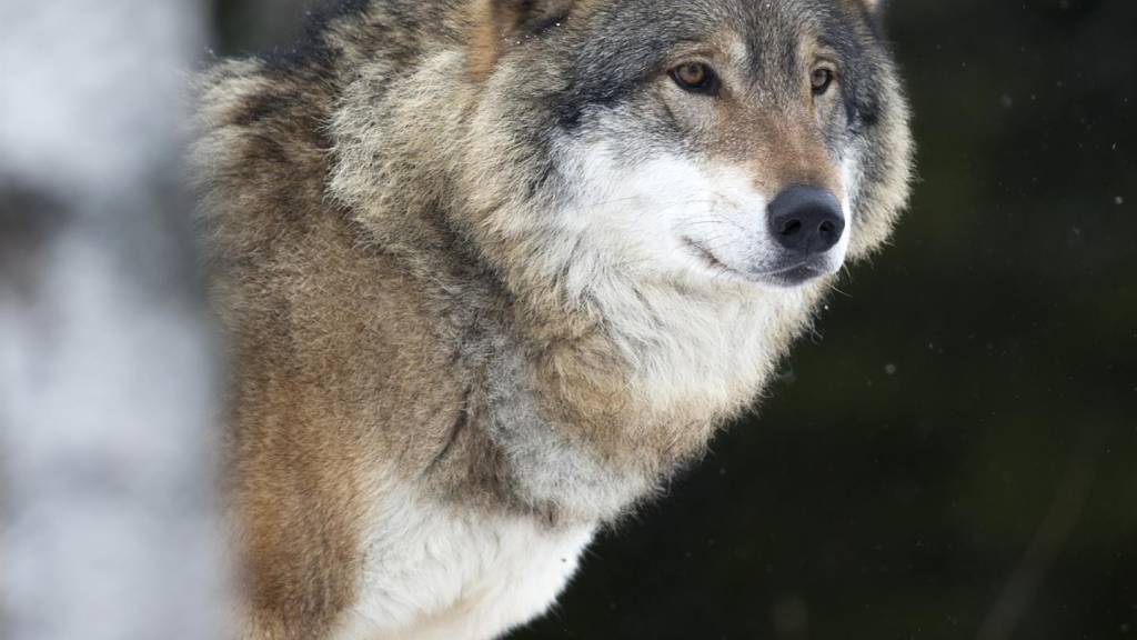 Høyesterett har felt dom og har frikjent staten for fellingen av en ulveflokk innenfor ulvesonen.