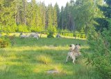 Aversjonsdressur sau sommeren 2025 - 29-07-2025