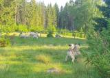 Aversjonsdressur sau sommeren 2026 - 07-08-2026
