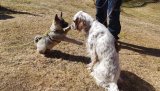 Gråhundvalpen Taxi og engelsk setter tispa Asia. Foto: amg