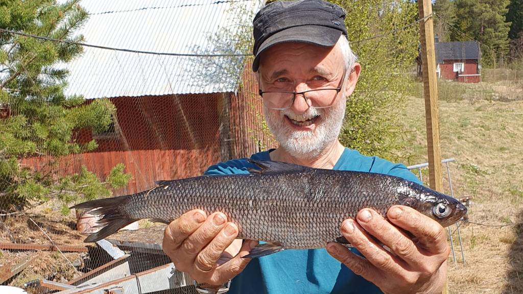 Sik 728 g 43 cm 11-13 år. Foto: amg