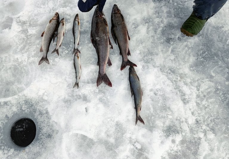 Alle dagens fisker samlet til måling av lengste rekke med fisk.