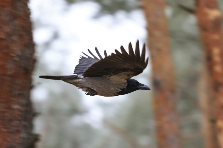bilde av en kråke som flyr i skogen