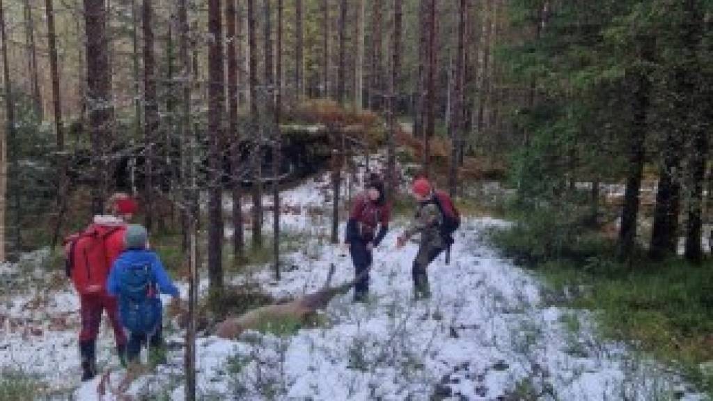 Opplæringsjakt på hjort - 01-11-2026