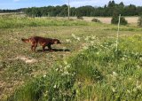 Fuglehundtrening - 30-04-2025