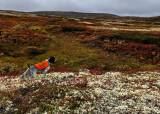 Oppplæringingsjakt med ståande fuglehund