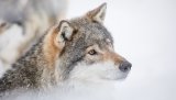 Bildet av ulven er tatt under kontrollerte former i Langedrag nasjonalpark