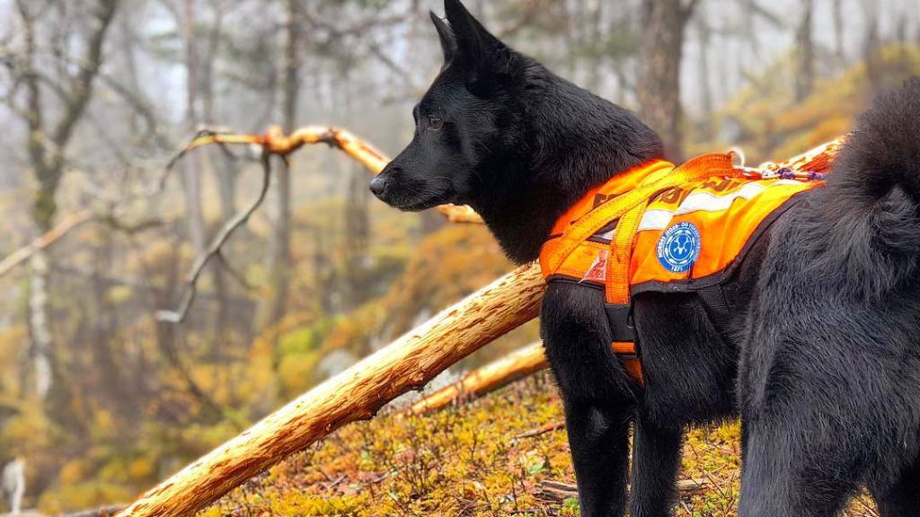 Ettersøkshunden Aiko