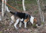 Sporkurs for hund våren 2026 - Nome JFF - 20-05-2026