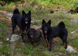 Temakveld - førstehjelp til hund
