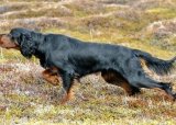 Fuglehund trening Høst